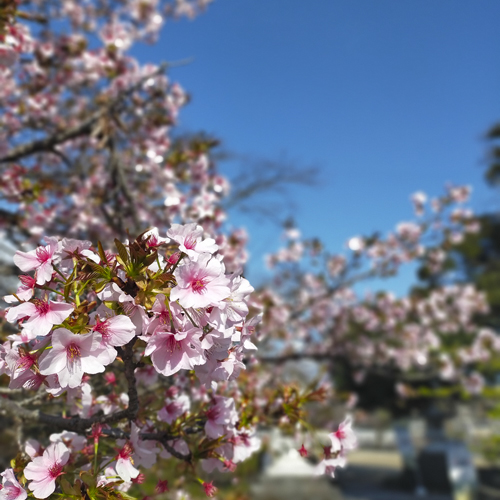 神社・桜・ウェディングフォト